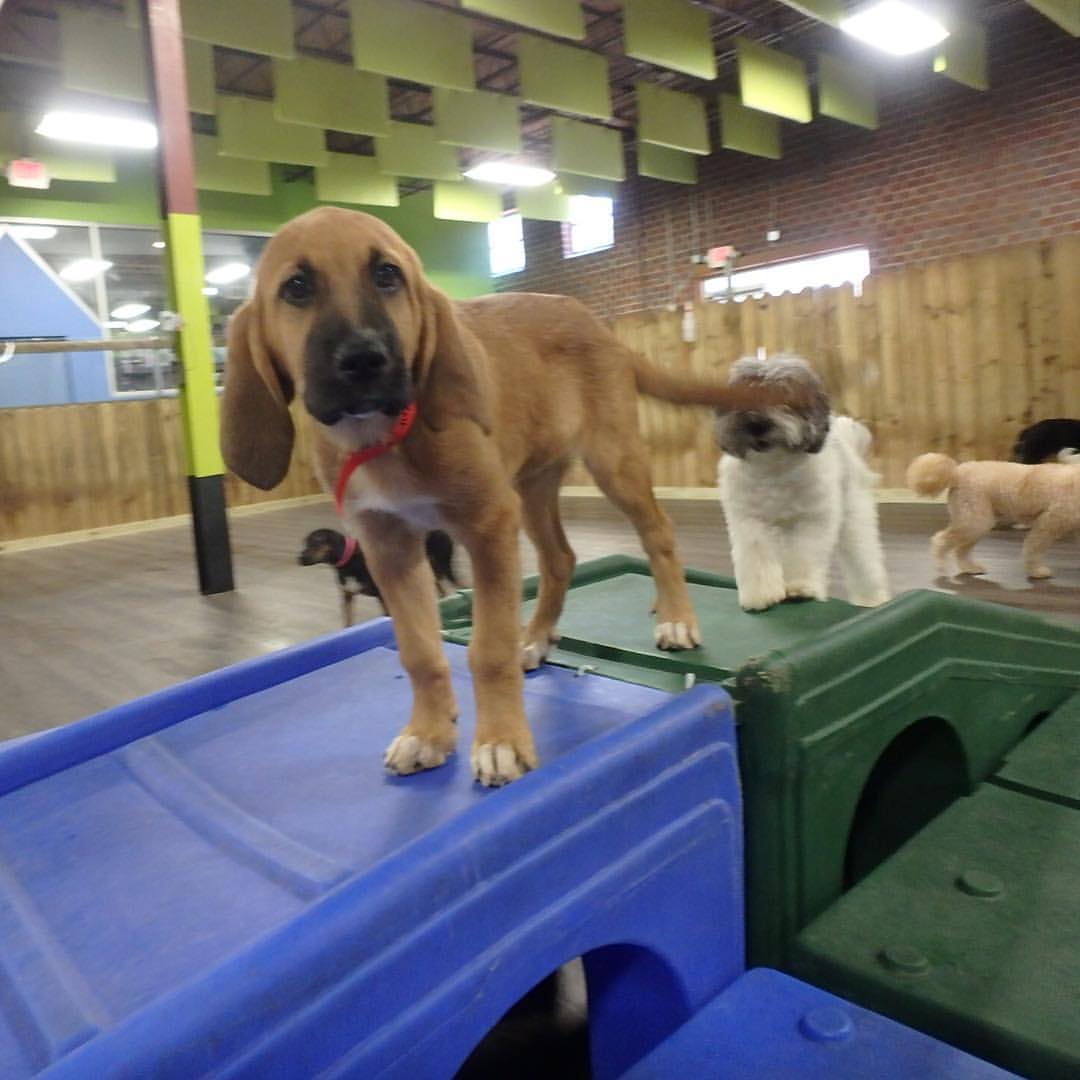 Soundproof Dog Kennel with Hanging Sound Baffles