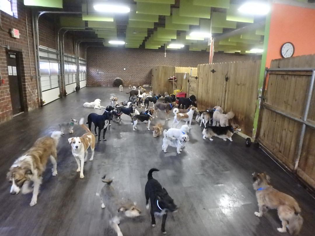 soundproof dog kennel using hanging sound baffles