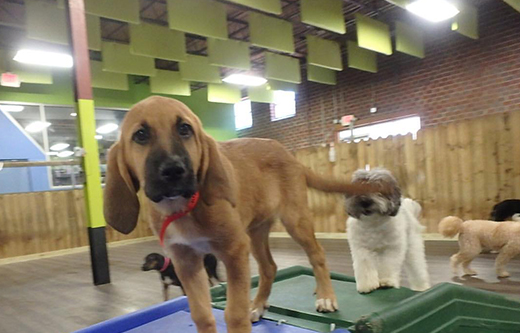 lower noise levels in a kennel with sound baffles by NetWell